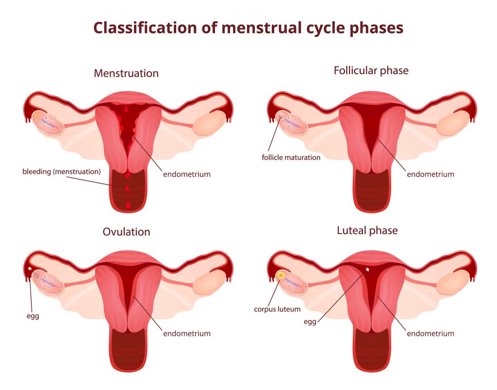 Understanding - Menstrual Cycle