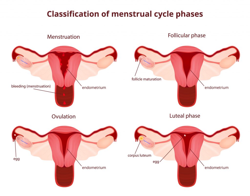 Understanding - Menstrual Cycle