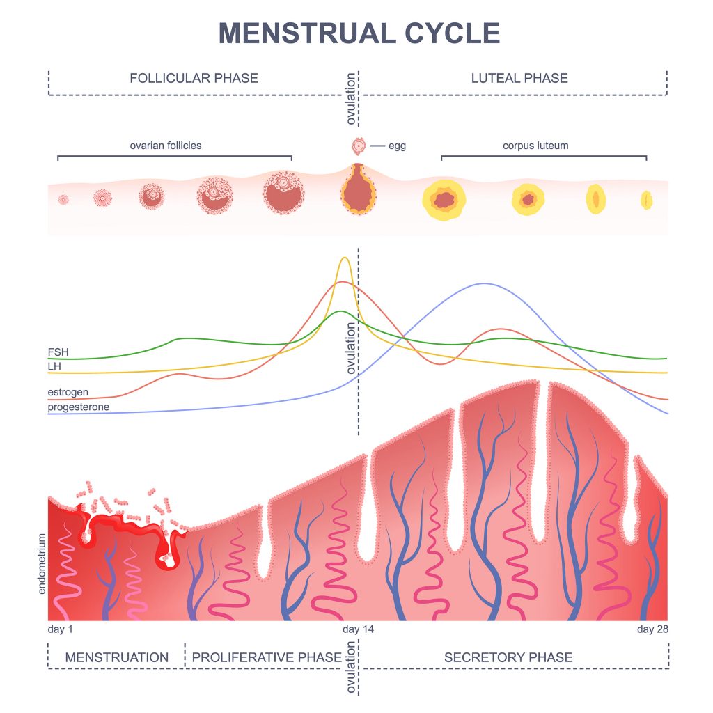 Estrogen Progesterone Cycle Chart